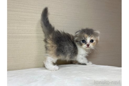 成約済の茨城県のスコティッシュフォールド(折れ耳)-90709の2枚目